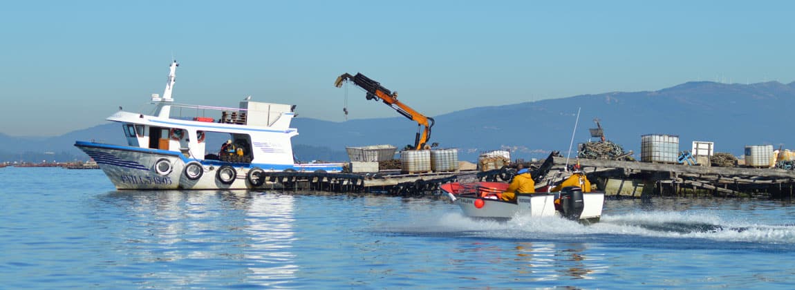 Marisqueo Arousa