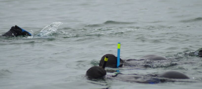 ALQUILER SNORKEL LITORAL