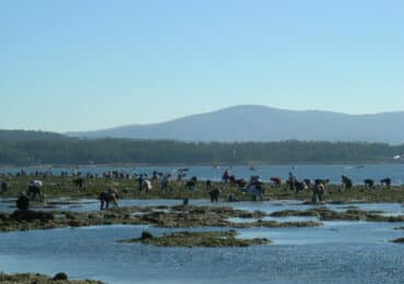 Marisqueo Illa de Arousa