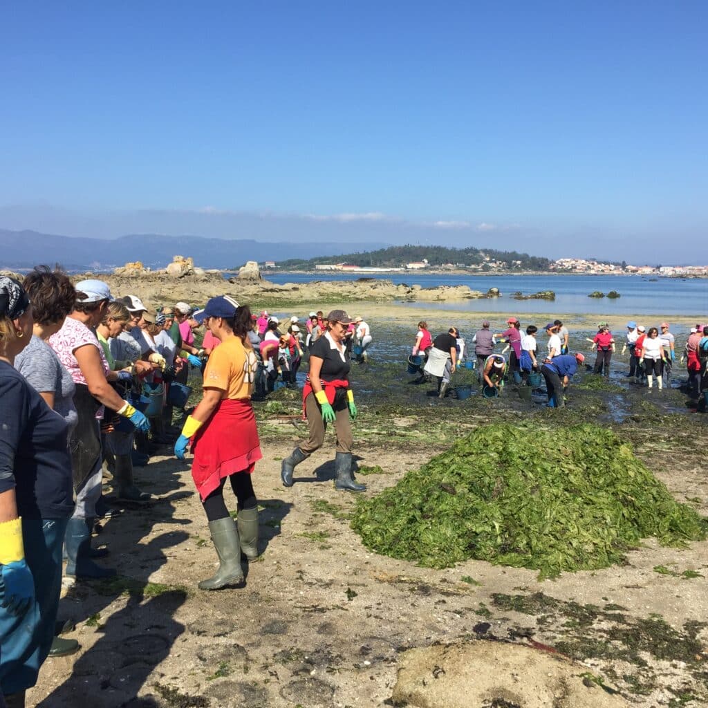 mariscadoras gallegas