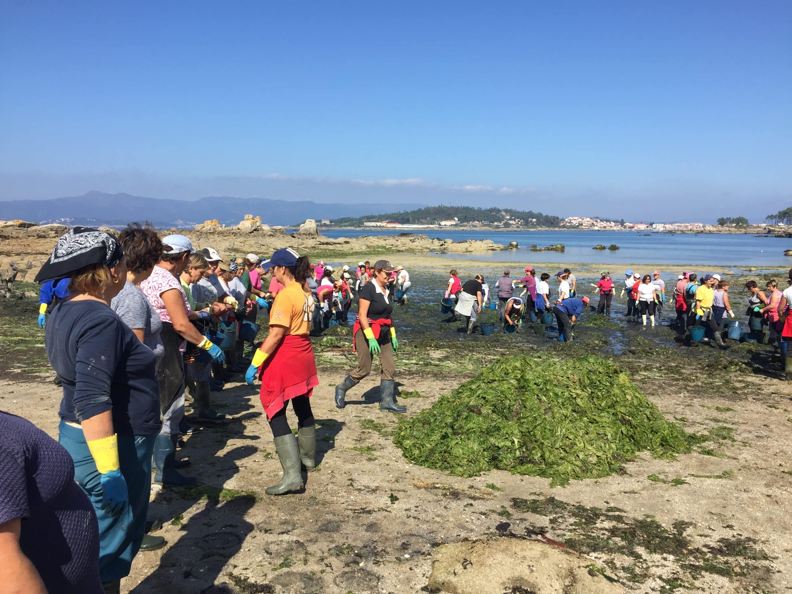 mariscadoras gallegas