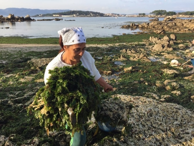 Retirar las algas de la playa es una dura tarea que estas mujeres realizan con sus manos.