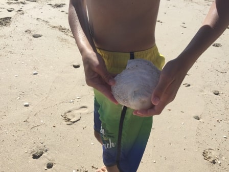 Descubrir las conchas marinas se convierte en un juego de niños en el islote de Areoso.
