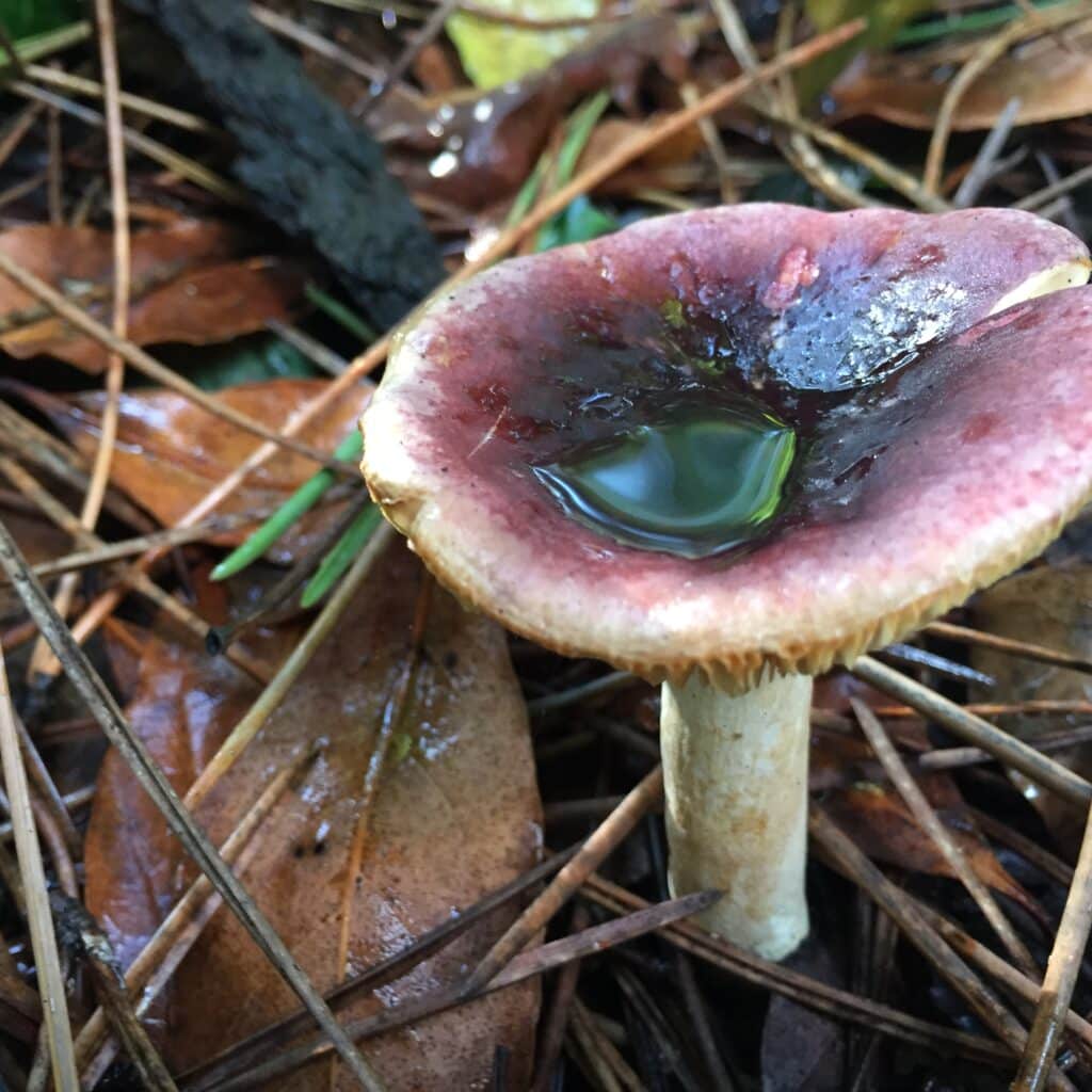 Otoño gastronómico