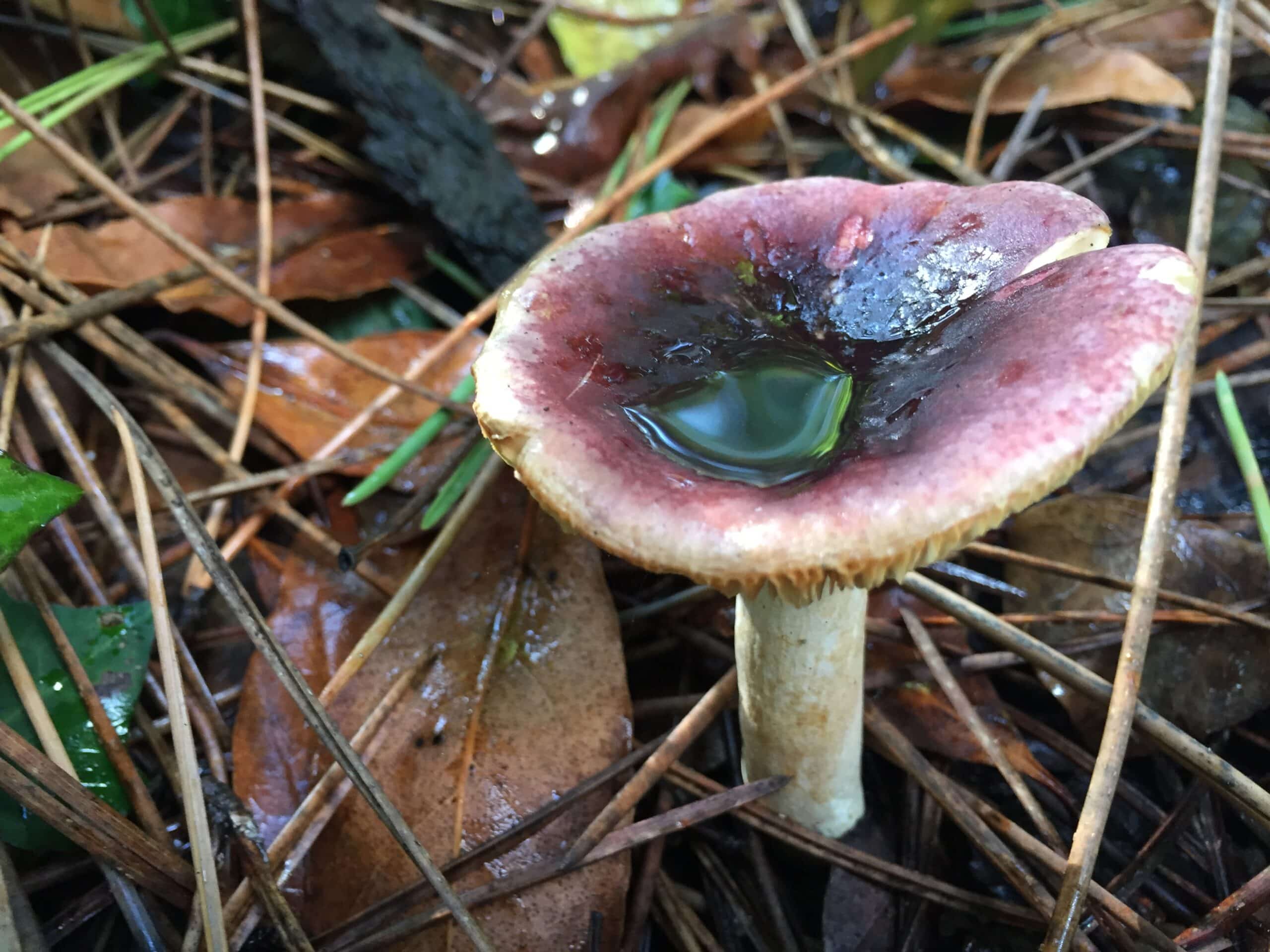 Otoño gastronómico