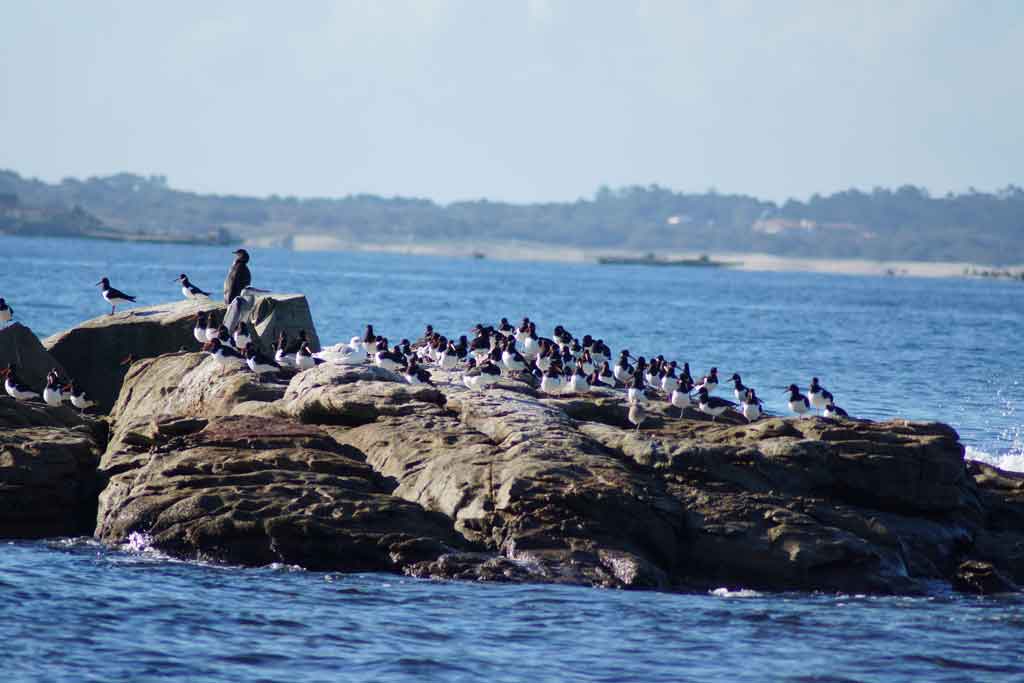 turismo ornitológico