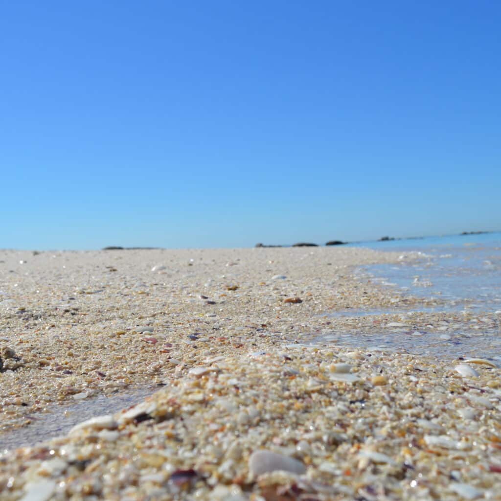 Por qué no debes llevar conchas de la playa