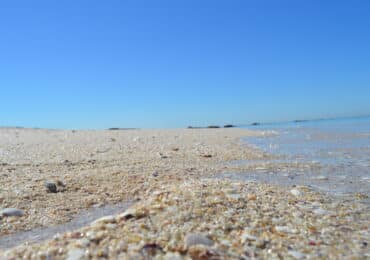 Por qué no debes llevar conchas de la playa