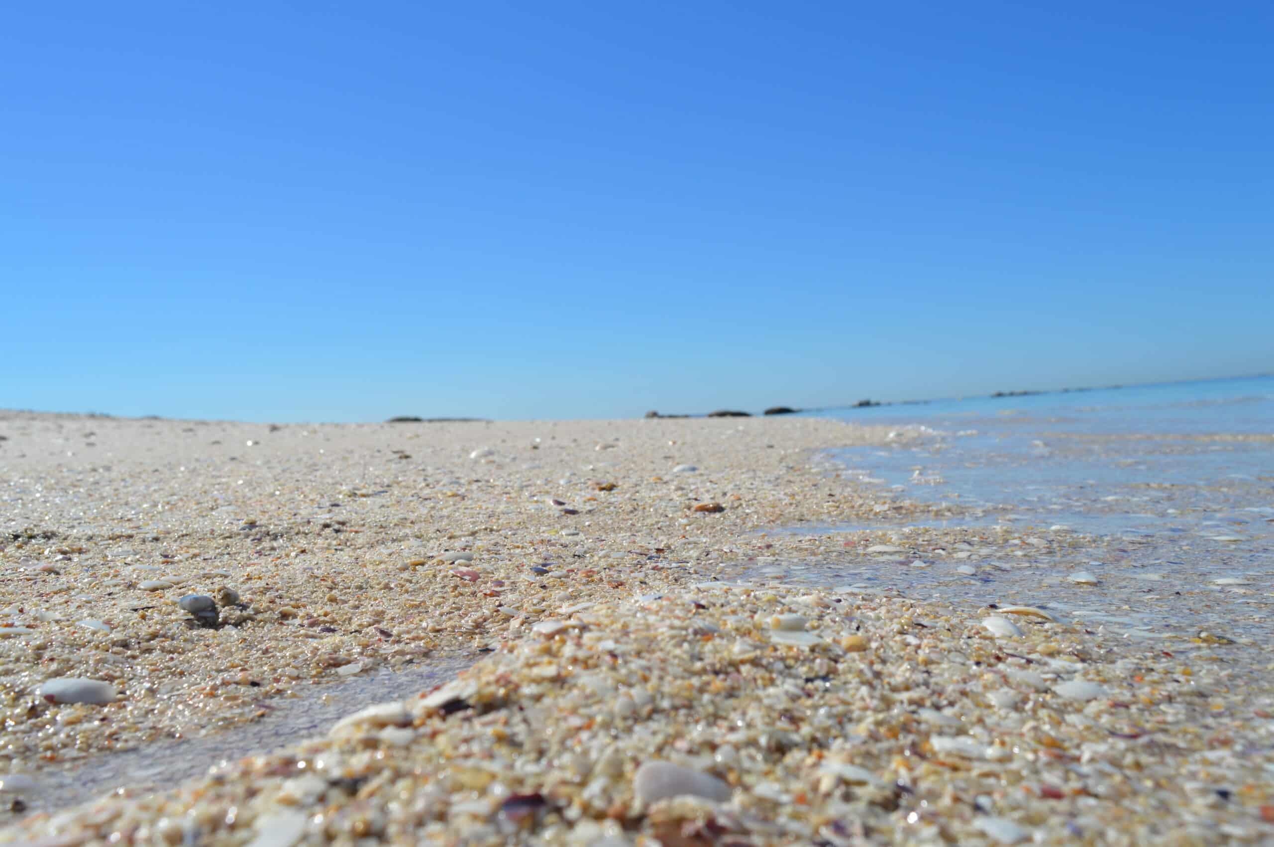 Por qué no debes llevar conchas de la playa