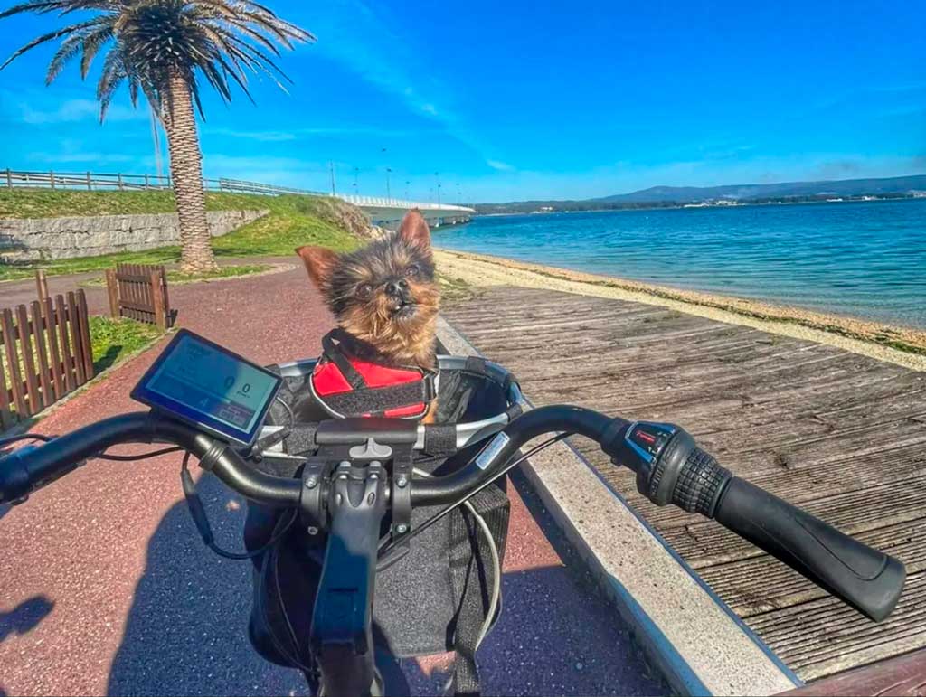 turismo con mascotas illa de arousa